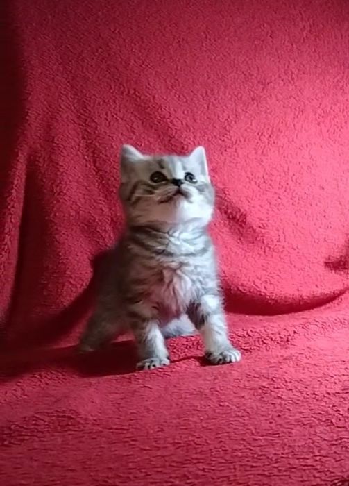 Шотландские прямоухие котята