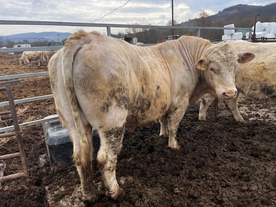 Vand Taur Charolaise