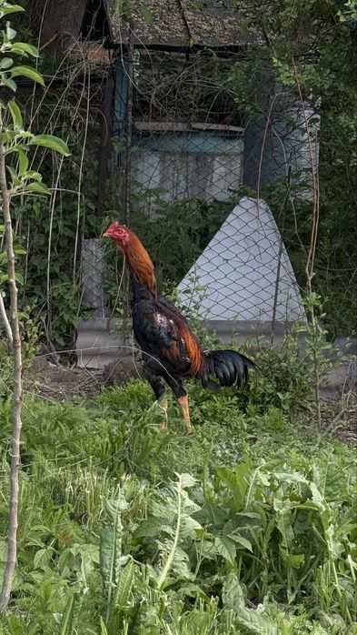 Продаю даканов - 4 петуха