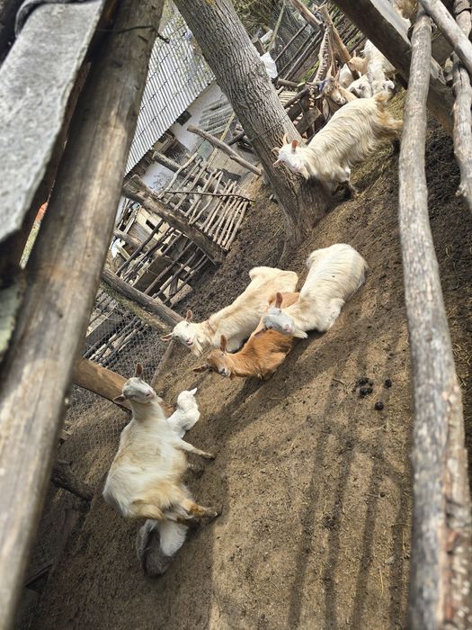 Capre cu Iezi-Microferma -se vand împreună