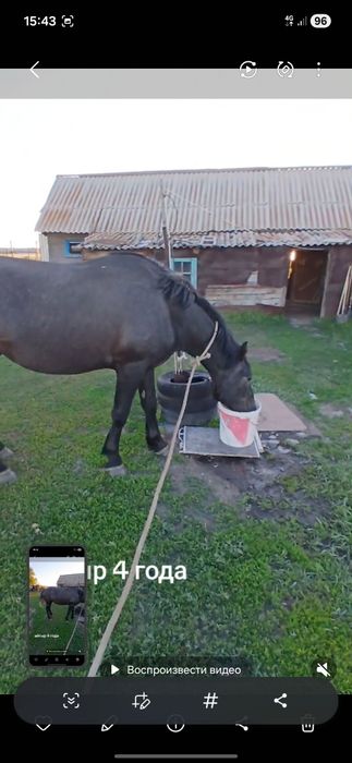 Айгыр жеребец продам