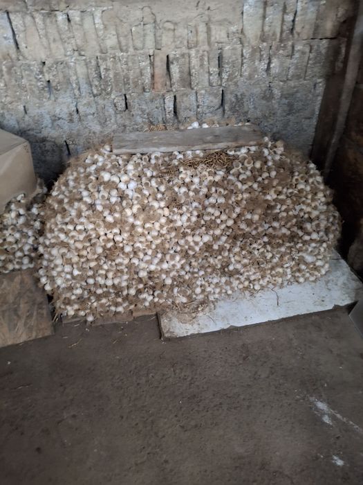 Usturoi și ceapa de vinzare,În Macrina, jud Buzău