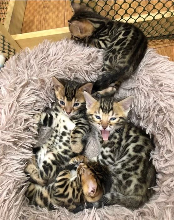 Шикарные бенгальские котятата