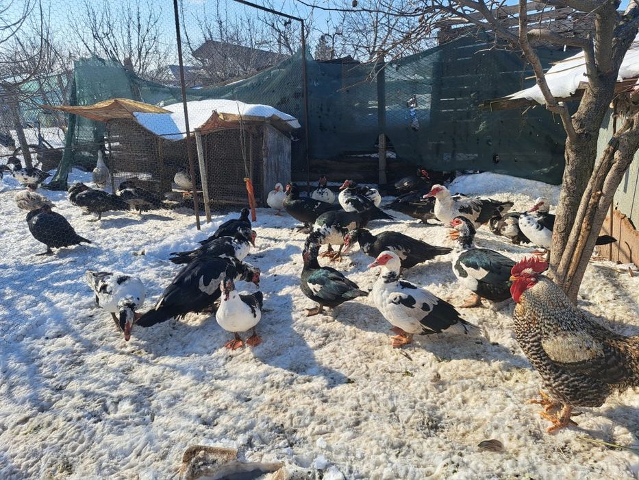 Vând  rate/ratoi mute +iepuri