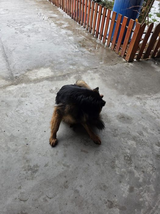 Немецкая овчарка девочка