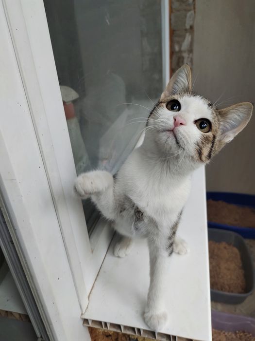 Отдам котенка в добрые руки