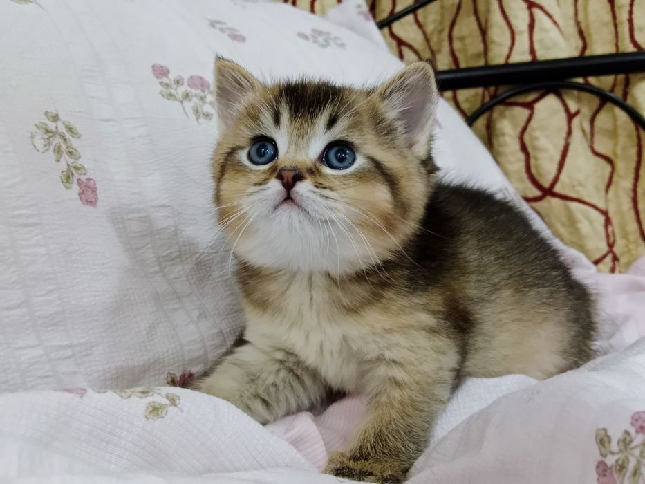 Золотые Шиншилы мальчики и девочки