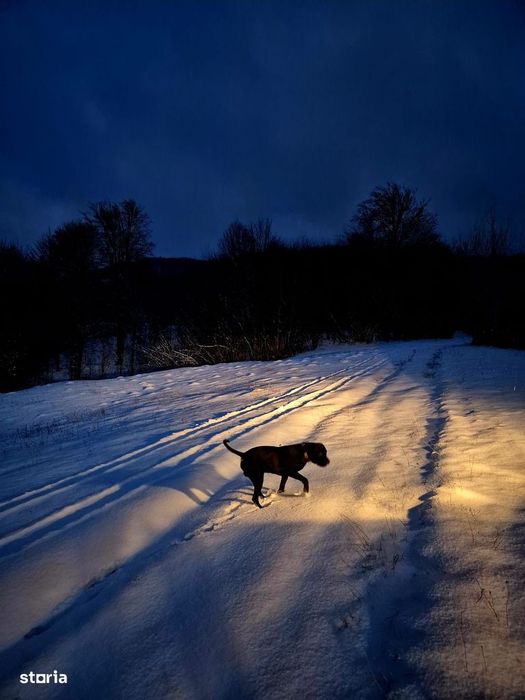 Teren 5000 mp extravilan Sinca Noua