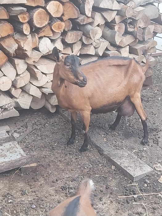 Vând capra alpina franceză