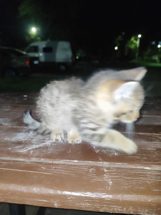 Кот привитый не болеет