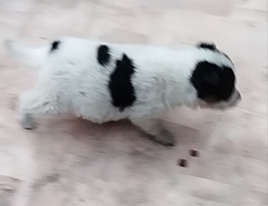 Мальчик.Щенок.Продам.Звонок.