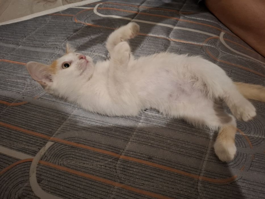 отдам котенка в добрые руки