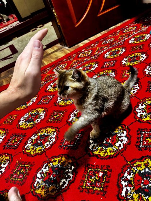 Продаю кошку золотая щилшила