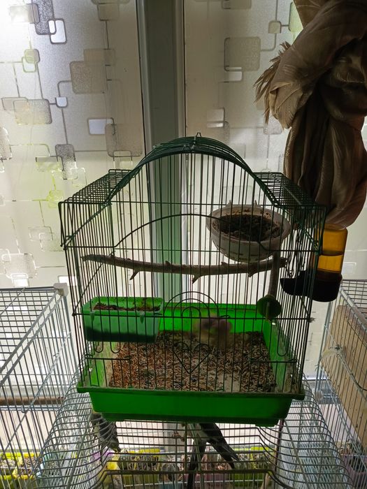 Птичка амадин серый