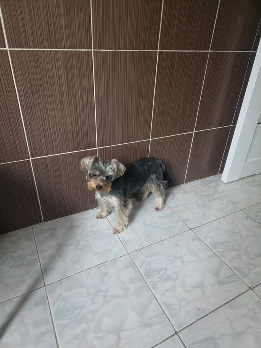 Продам йорка миник (девочка)