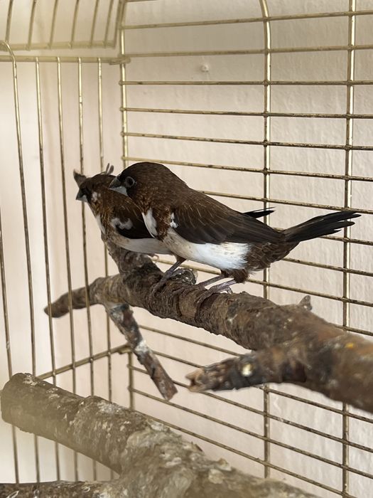 Амадины японские пара