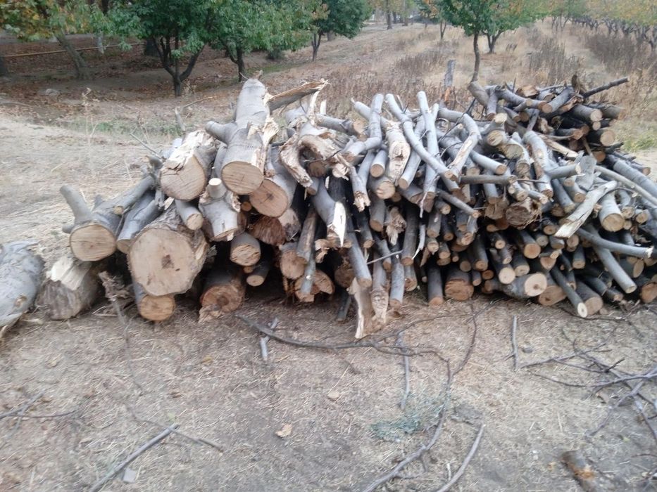 Utin, bir labosi 100$