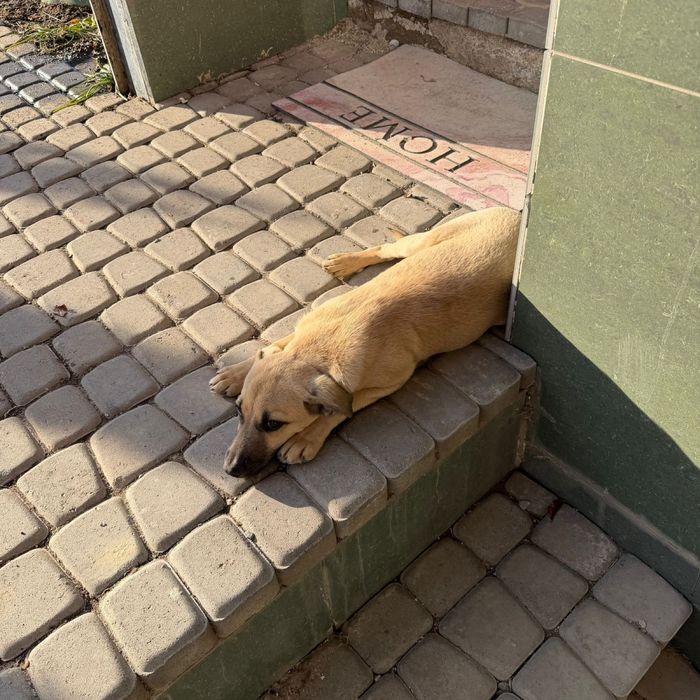 Щенок, ищет дом.