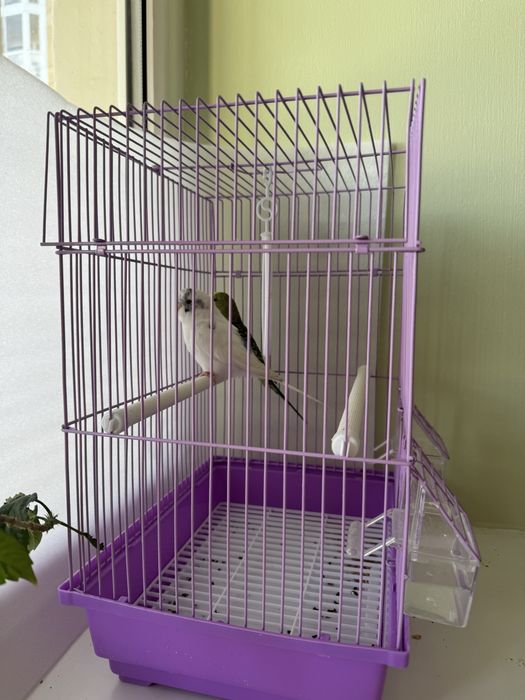 Продам двух попугаев с клеткой