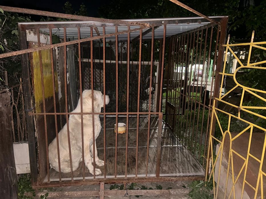 Вольер для крупных собак