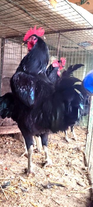 Гигант Корашахзодаларни тухум жужалари сотилади