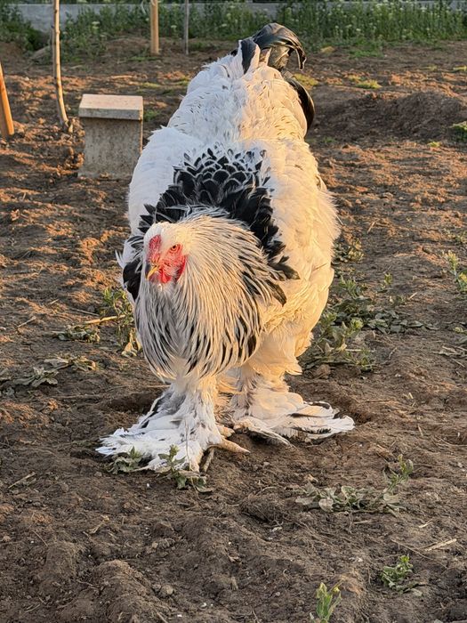 Ofer spre vanzare gaini si cocosi Brahma & Australorp