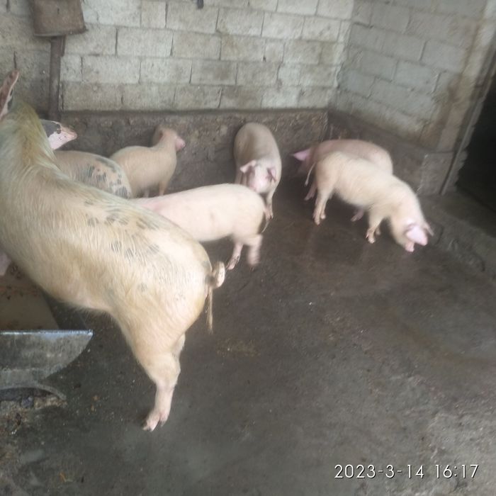 Продаются свиньи