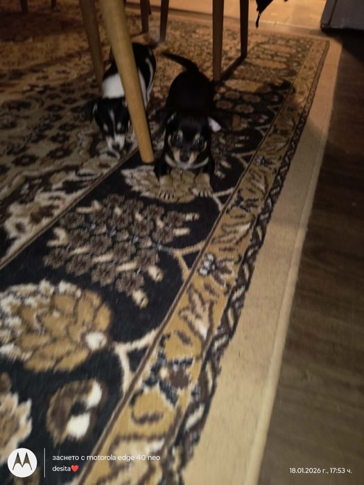 Продават се мини пинчери