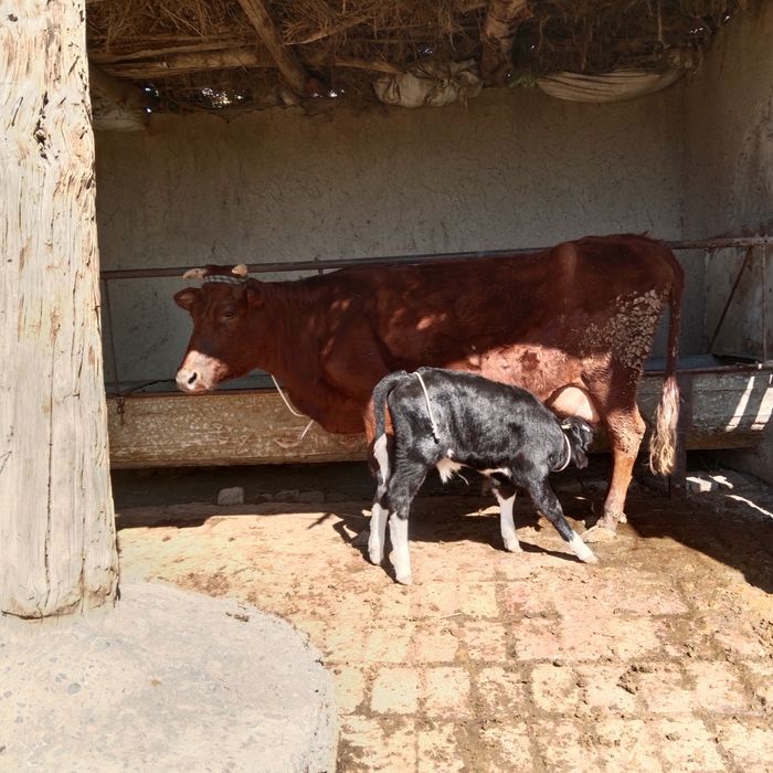 Ona bola sigir sotiladi yeb ichishi zoʻr parodali eston