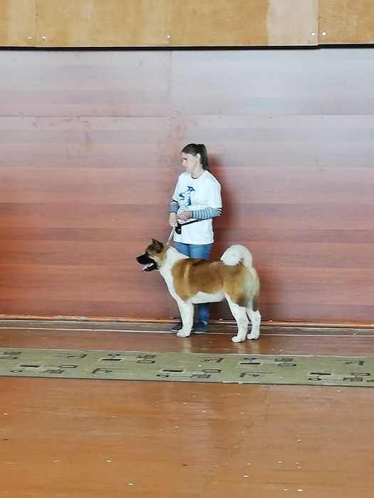 Американская Акита