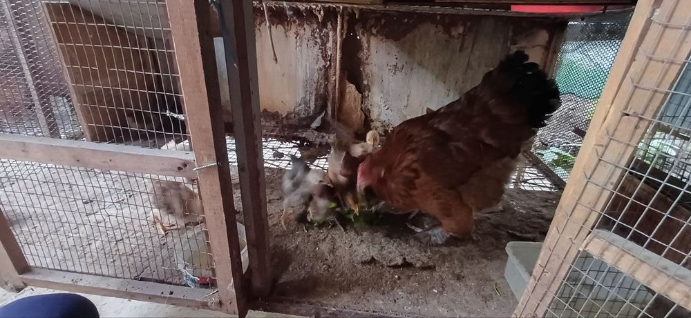 15kunlik jo'jalar sotiladi