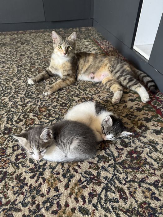 Котята отдам даром в добрые руки