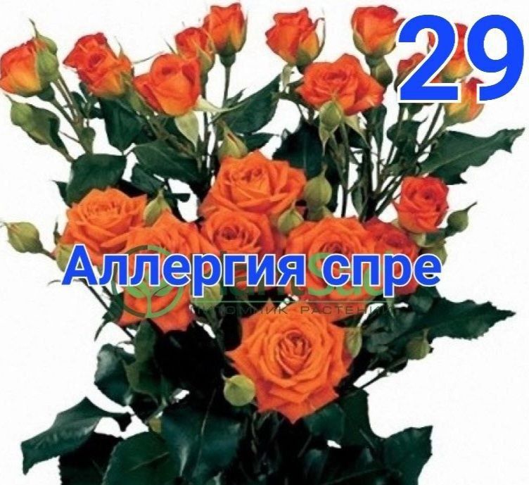 Atirgul ko'chatlari sotiladi