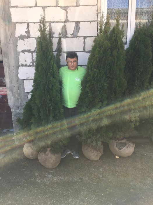 Chiparos Leylandii , Tuia Smarald- Smaragd