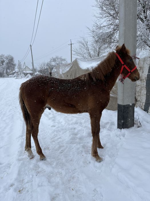 Еркек тай сатылады