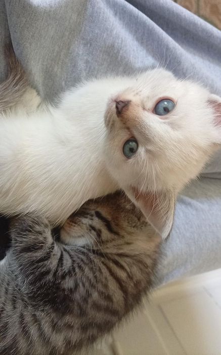 Отдам котят в добрые руки