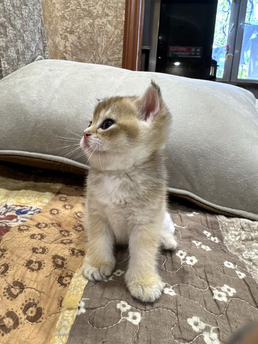 Продаются пухлые котятки, шиншилла