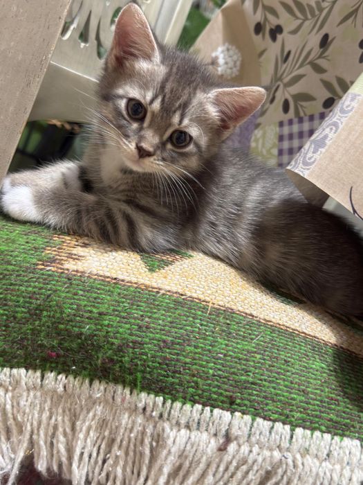 Котята в добрые руки!