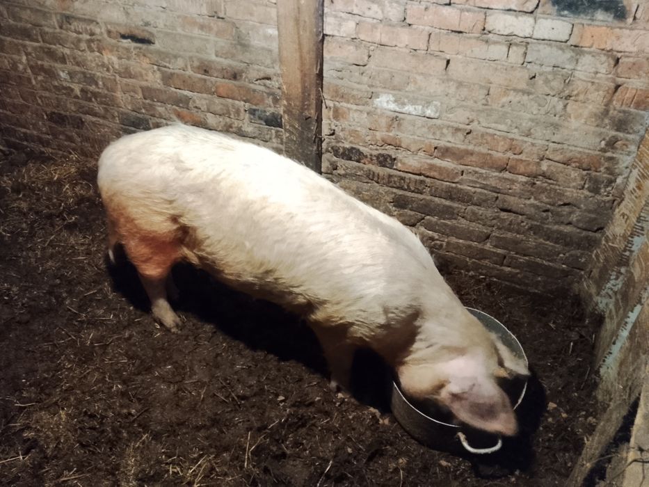 Продам 2х свинок возраст1,5 года