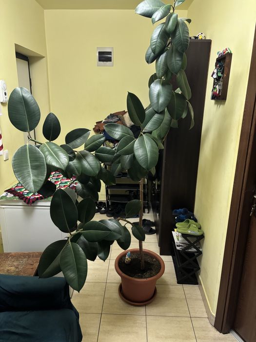 Vand Ficus de camera