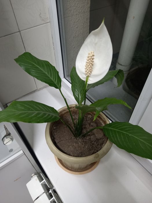 Цветок женское счастье