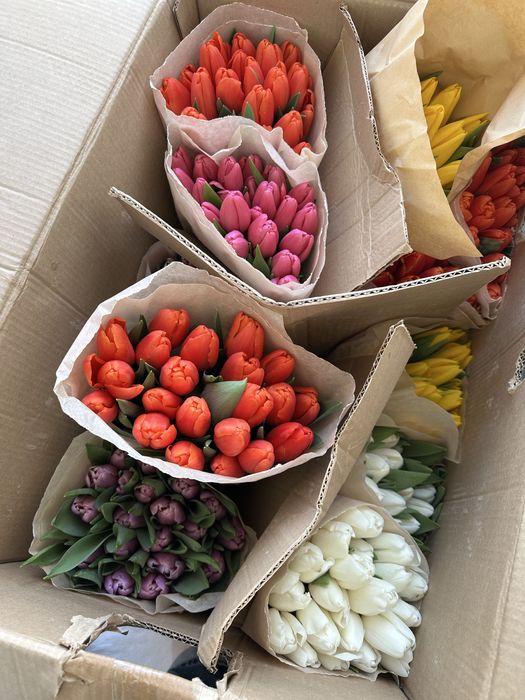 Белорусские тюльпаны 800тг