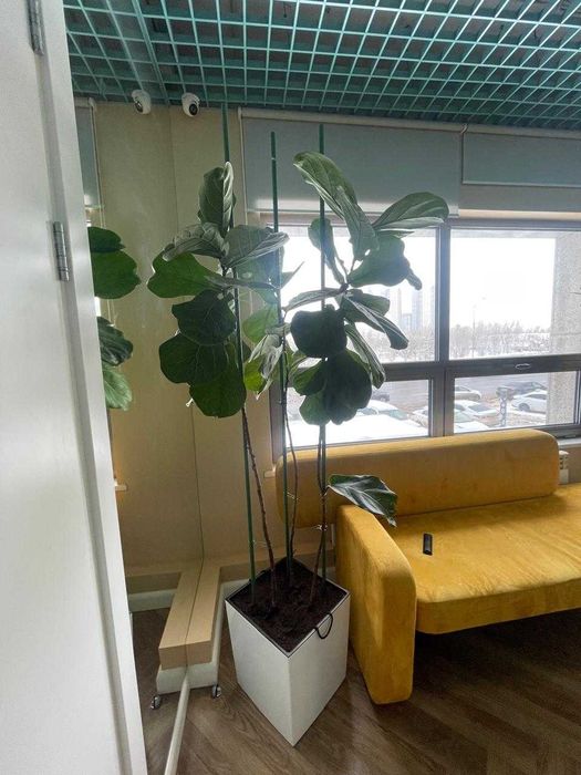 Продам 2 Фикуса большие