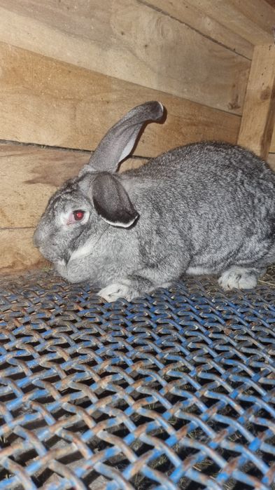 Продам кроликов рабочих