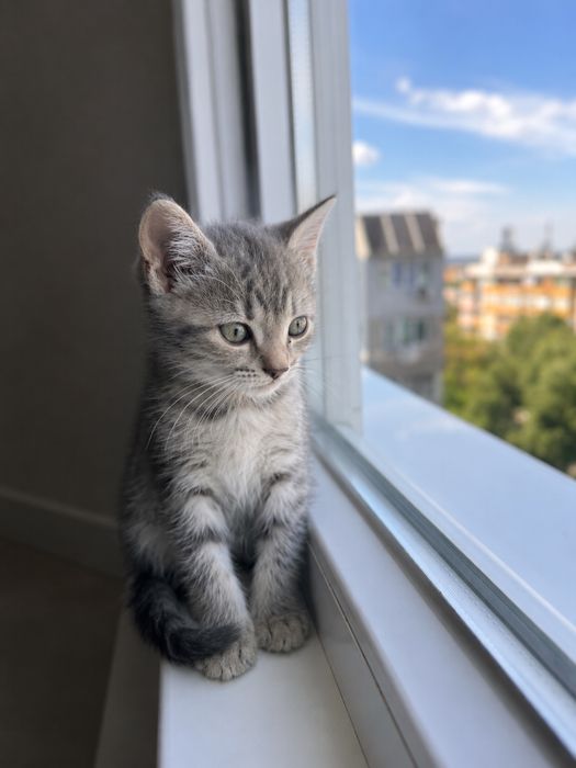 Шотландско правоухо коте британски котки