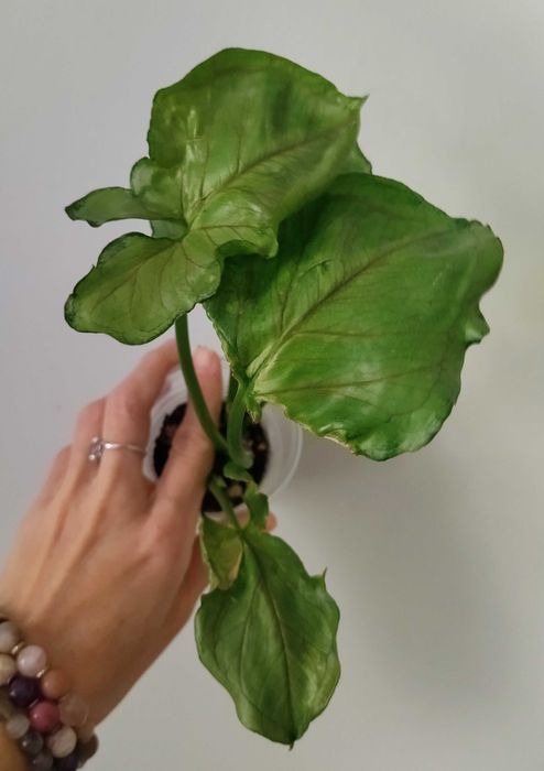 Хлорофитум Оушен , сингониум Т24