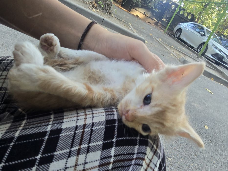 Котенок мальчик в добрые руки