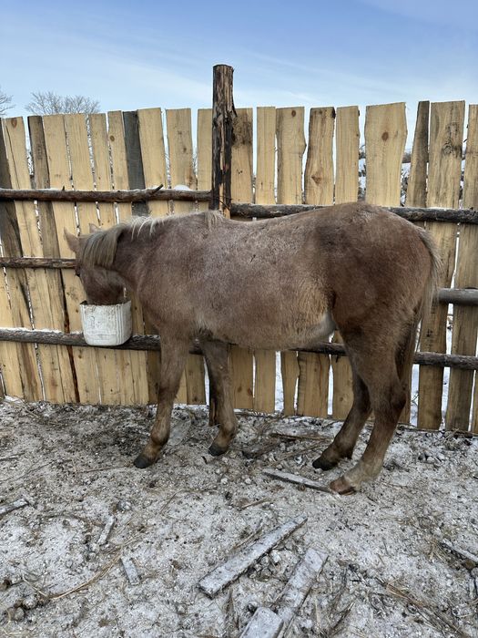 Обученный жеребчик