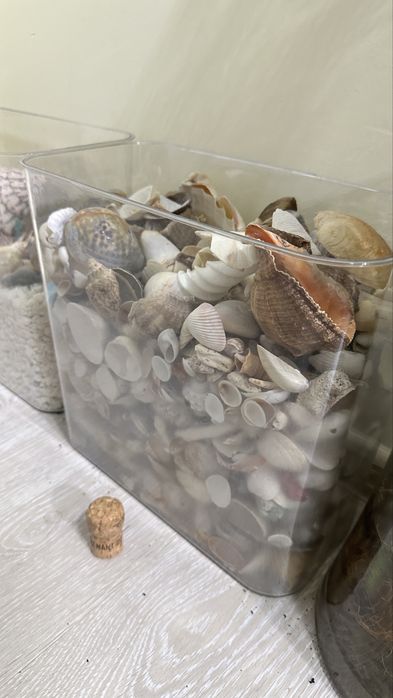 Ракушки 6кг морские