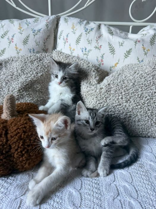 Отдам котят в добрые руки